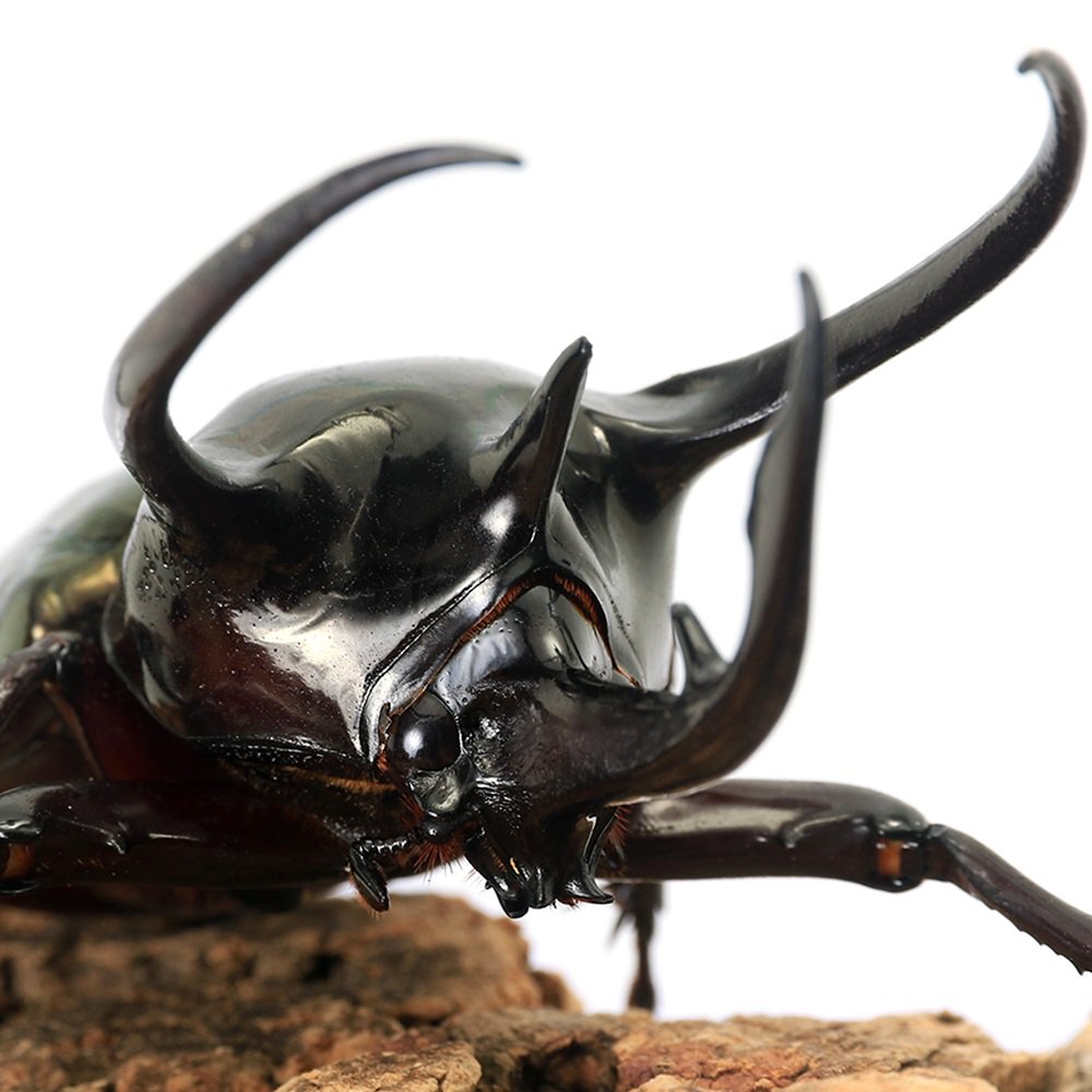 （昆虫）コーカサスオオカブトムシ（原名亜種）西ジャワ産　成虫　ＷＤ　１００～１０４ｍｍ（１ペア）｜charm 3980 店
