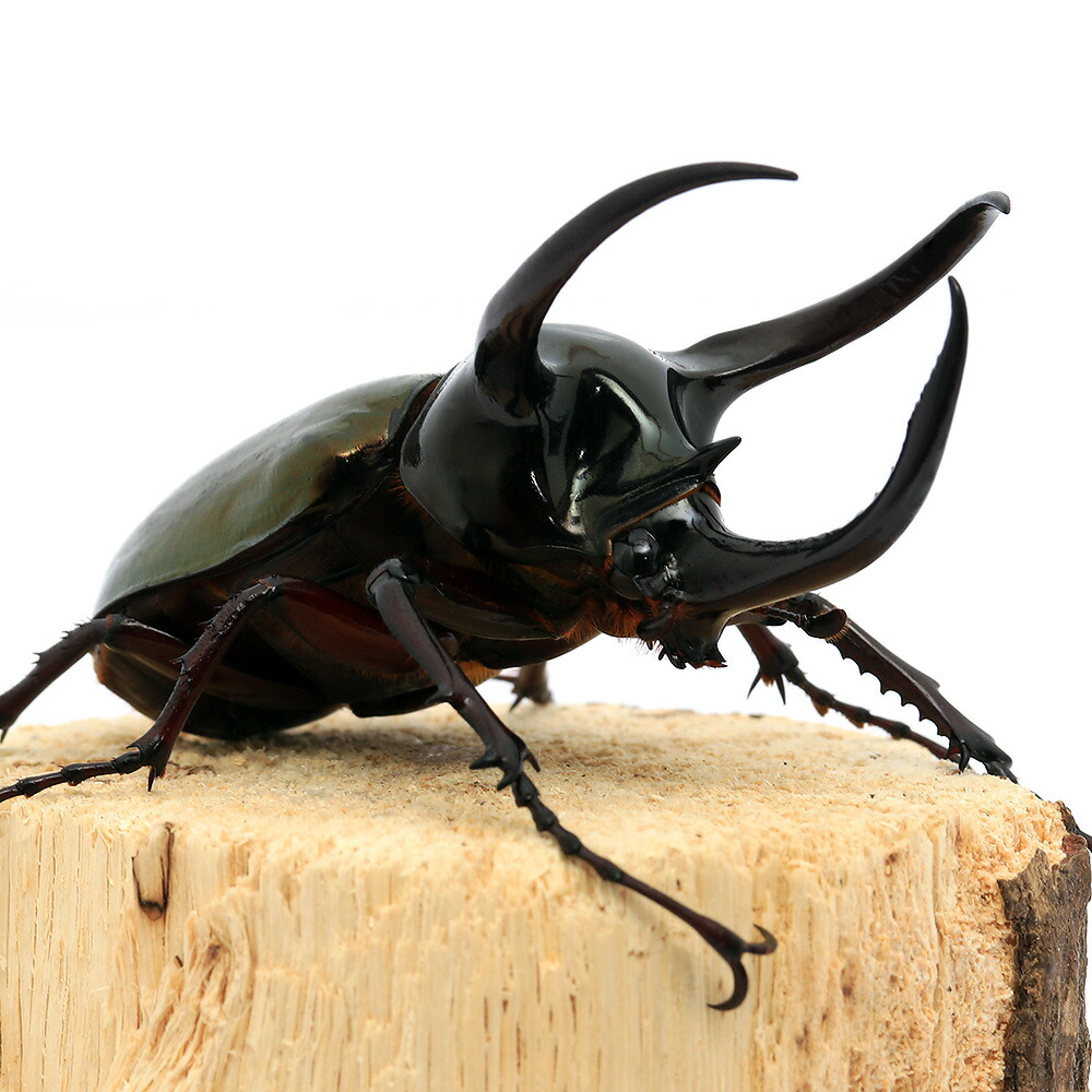 （昆虫）アトラスオオカブトムシ　スラウェシ　パロロ・パル産　成虫　ＷＤ　８５～８９ｍｍ（１ペア）　北海道・九州航空便要保温