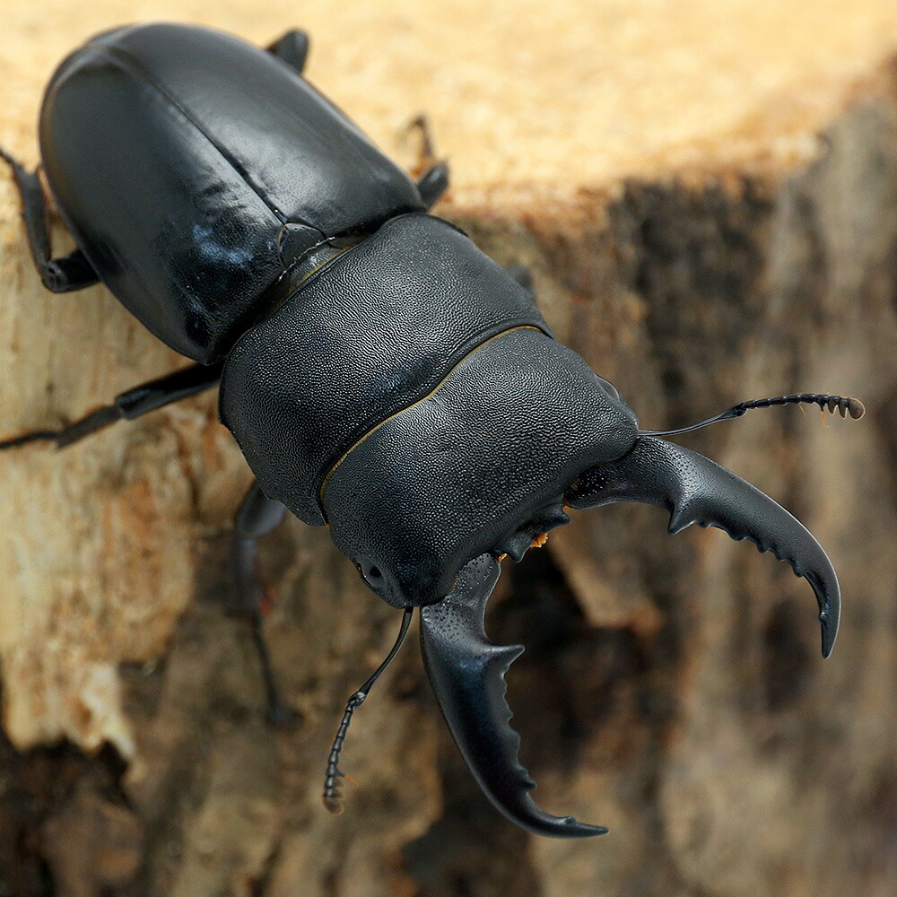 （昆虫）国産ヒラタクワガタ　愛媛県今治市産　成虫　ＷＤ　６３～６４ｍｍ（１ペア）　北海道・九州航空便要保温