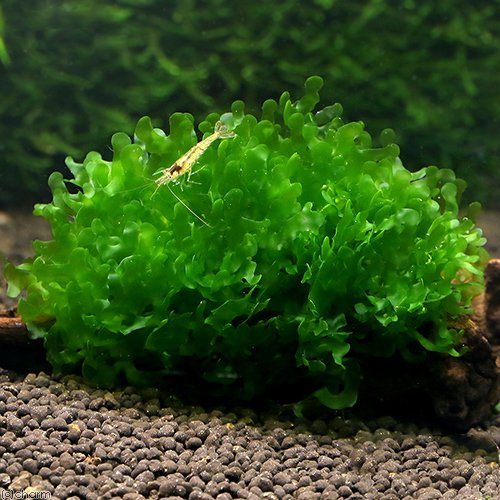 （水草）モスファン（無農薬）（５カップ）