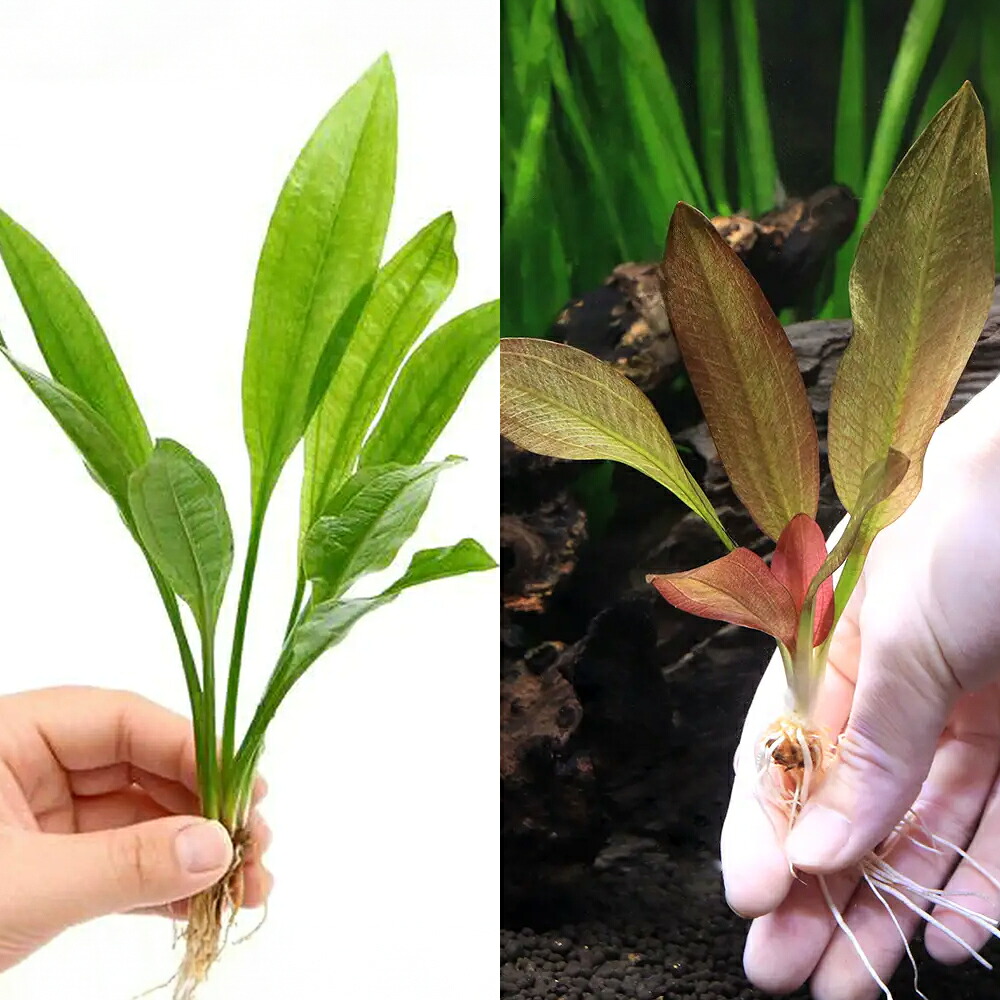 （水草）アマゾンソード（２株）＋おまかせ赤系エキノドルス１種（水中葉）（１株）