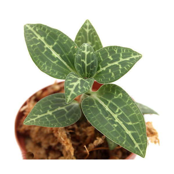 楽天市場】アネクトキルス フォルモサヌス 2寸 (ジュエルオーキッド