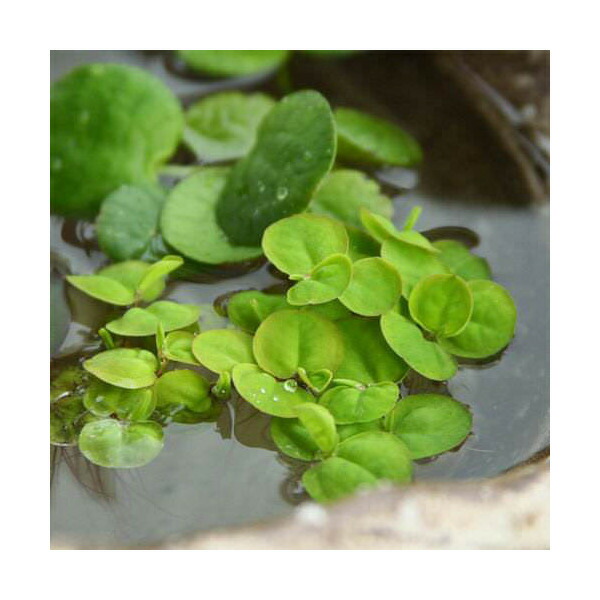 ヘリアンフォラ3点セット みょん 楽天市場】食虫植物 ヘリアンフォラ ミノール交配 ミノールhyb 3