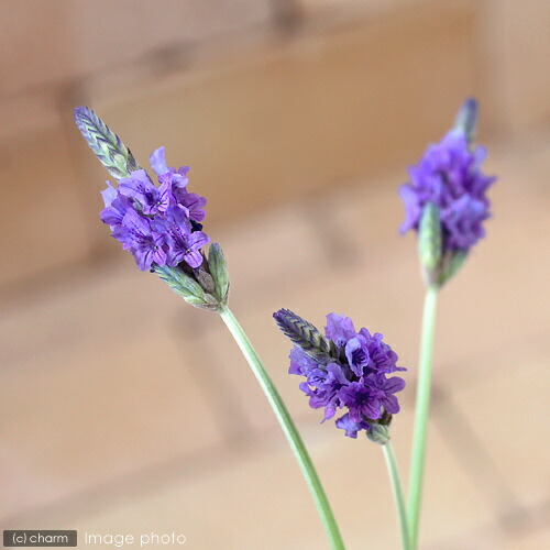 楽天市場】ラベンダー 苗 カフェモカ 10.5cmポット フレンチラベンダー