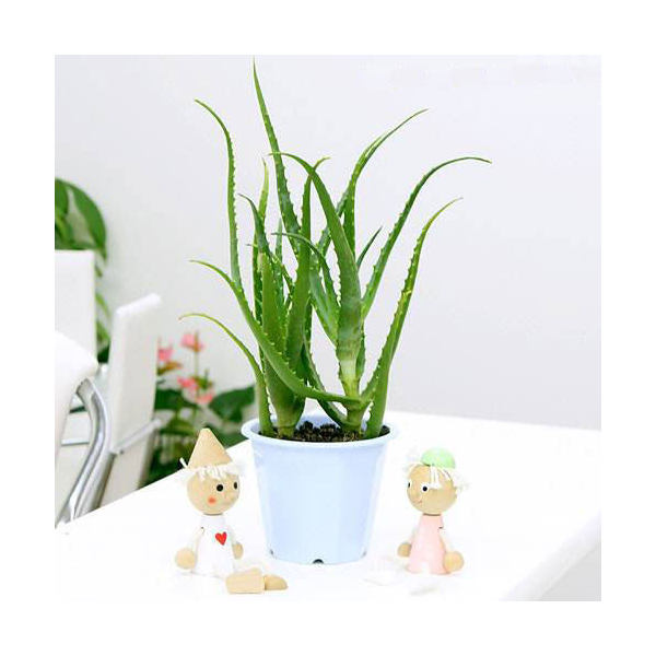 楽天市場】アロエ・千代姫「多肉植物」希少種 [Aloe variegata と Aloe