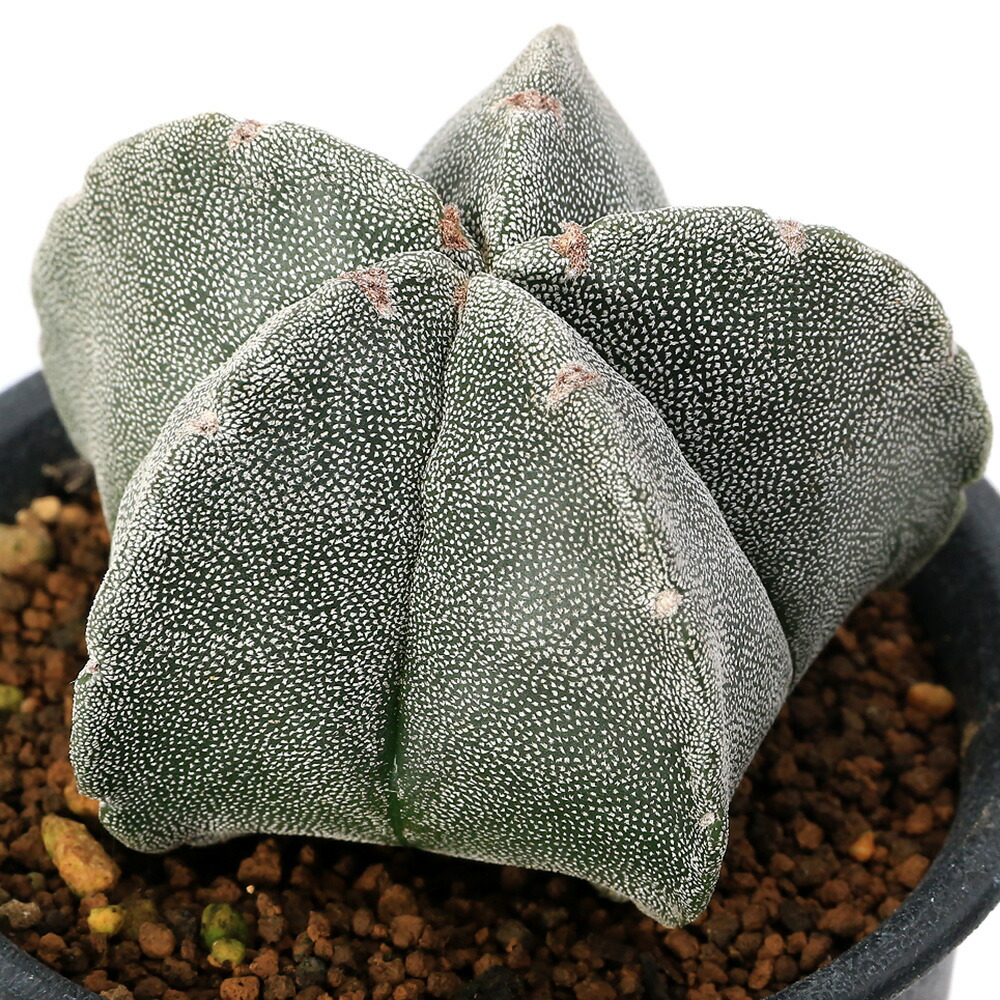 さぼ様観賞用 楽天市場】caアストロフィツム 三角ランポー玉 サボテン 7.5cmポット