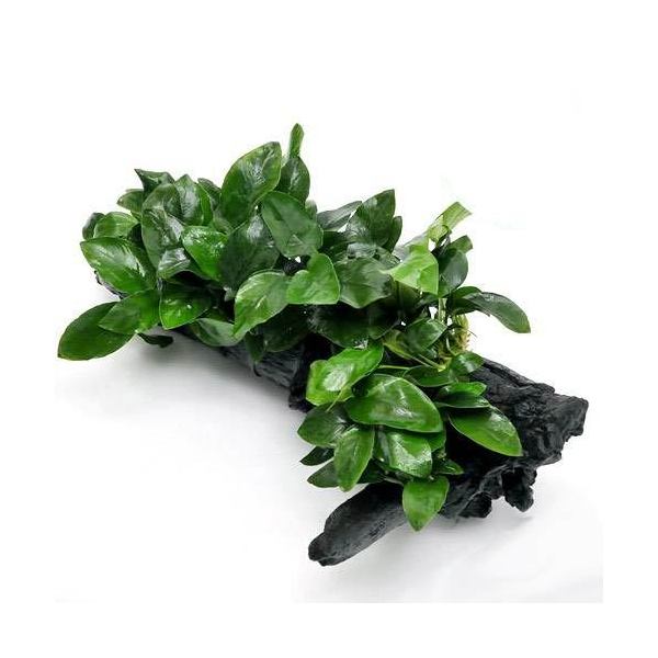 （水草）アヌビアスナナ　流木　ＤＸ（水上葉）（１本）（約２５ｃｍ）