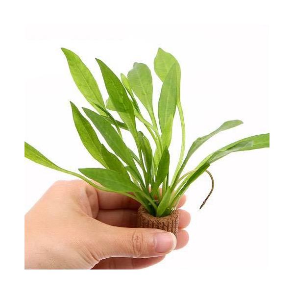 （水草）ライフマルチ（茶）チェーンアマゾン（水上葉）（無農薬）（１個）