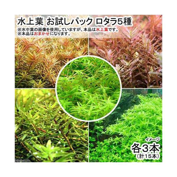 関東当日便客あしらい