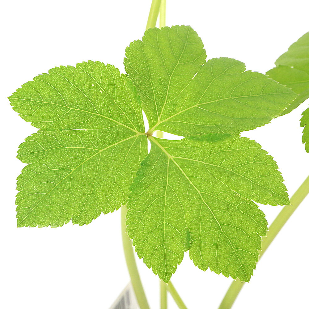 楽天市場】明日葉 苗 3号 野菜苗 アシタバ 家庭菜園 耐寒性
