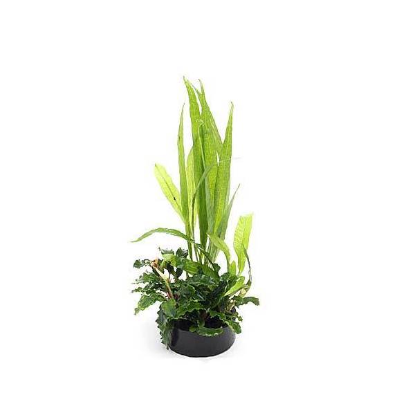 （水草）ハニカムシェルター　寄せ植えミックス　Ｖｅｒ．ブセファランドラ＆ミクロ（１個）（水上葉）