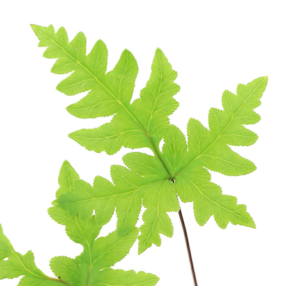 楽天市場】（入荷未定）（山野草）シダ（羊歯）紀州型ウラジロシダ