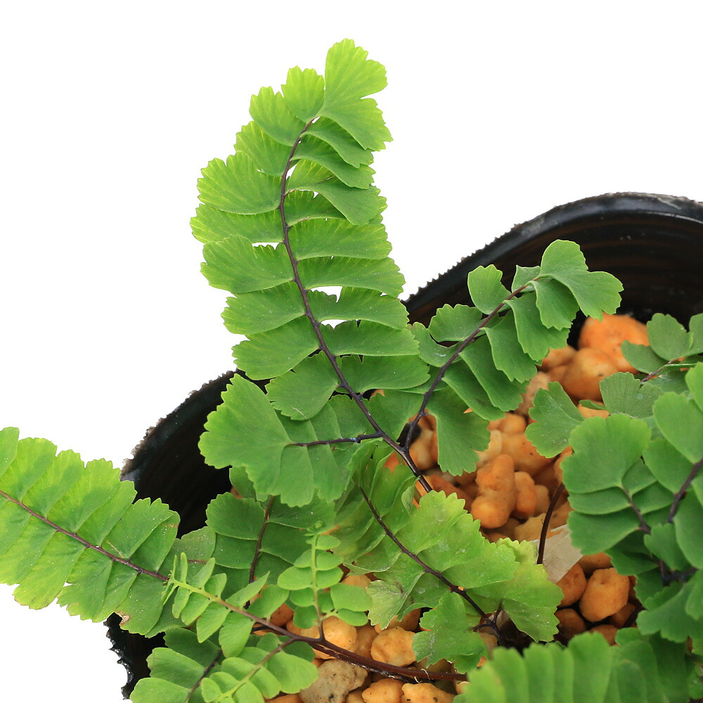 楽天市場】クジャクシダ 苗 3.5号 孔雀羊歯 山野草 アジアンタム 日陰