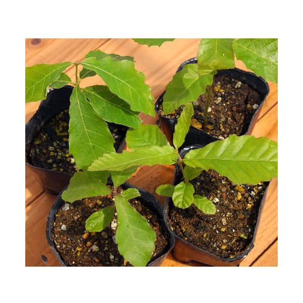 楽天市場】どんぐりのき 苗 【コナラ】 1年生 実生苗 小楢