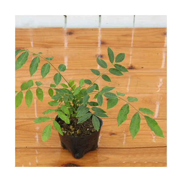 楽天市場】送料無料！斑入 ノダフジ[黄金藤] 黄金(曙系)葉 接小上(2