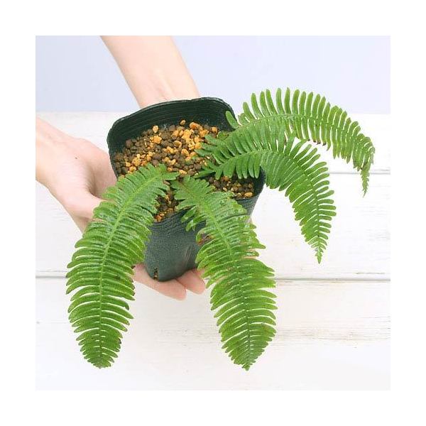 楽天市場】（山野草）シダ（羊歯）シノブ 3号（1ポット）宿根草