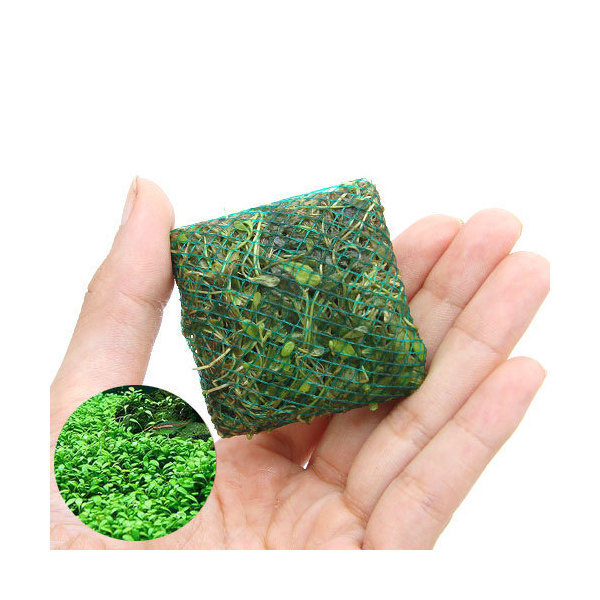 （水草）巻きたて　ロックウール付　グロッソスティグマ　タイル（水上葉）（無農薬）（１枚）｜charm 3980 店