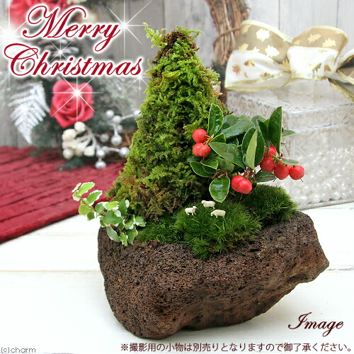 （山野草）苔盆栽　クリスマスツリー　溶岩石鉢植え（１鉢）　冬季販売ｖｅｒ（休眠状態）
