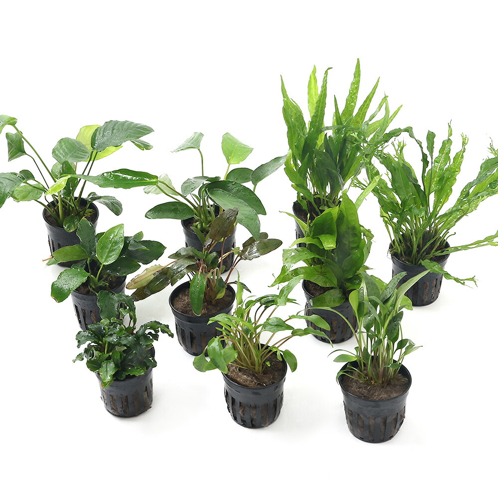 (水草)人気の水草 10種セット アヌビアス3種クリプト3種ミクロ3種ブセ1種(水上葉)(1セット)