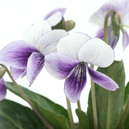 日本のスミレ 増補改訂 日本のスミレ | 山と溪谷社