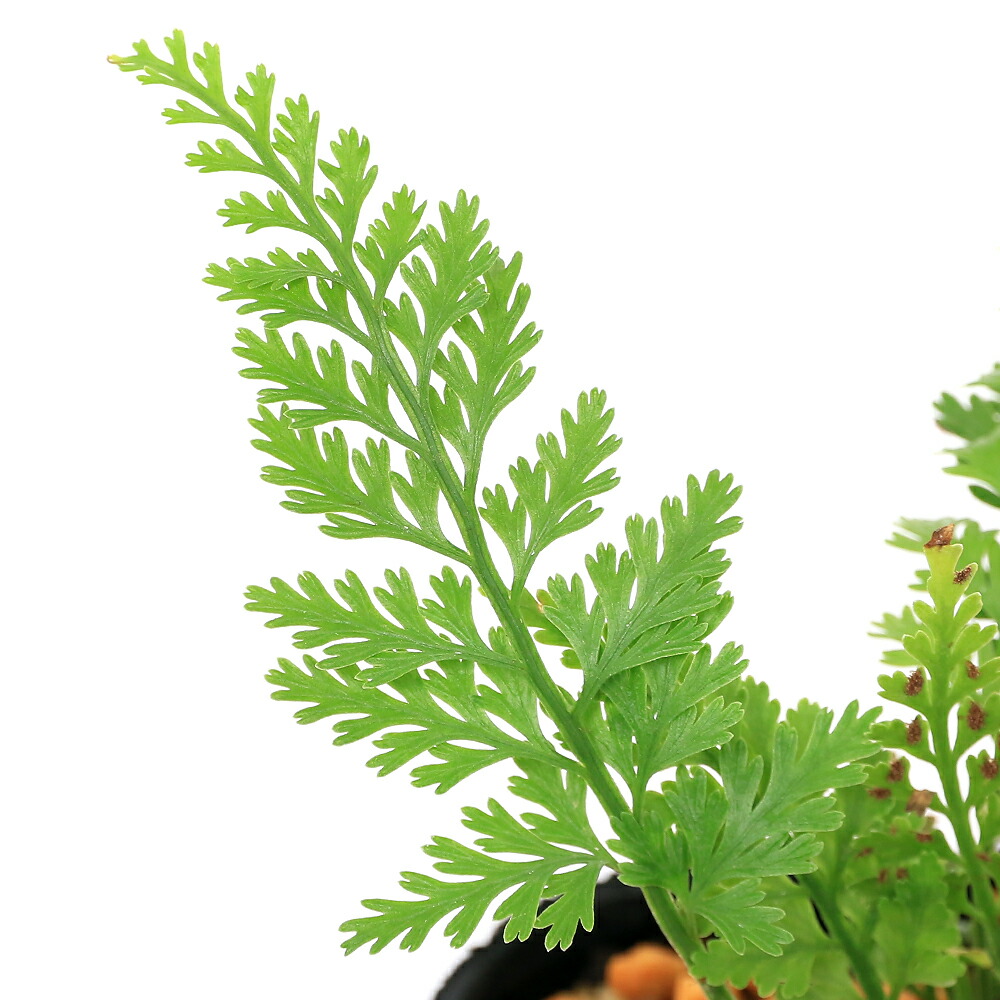 楽天市場】（山野草）シダ（羊歯）シノブ 3号（1ポット