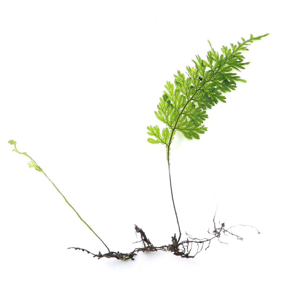 関東当日便お持て成し 花・観葉植物-観葉植物