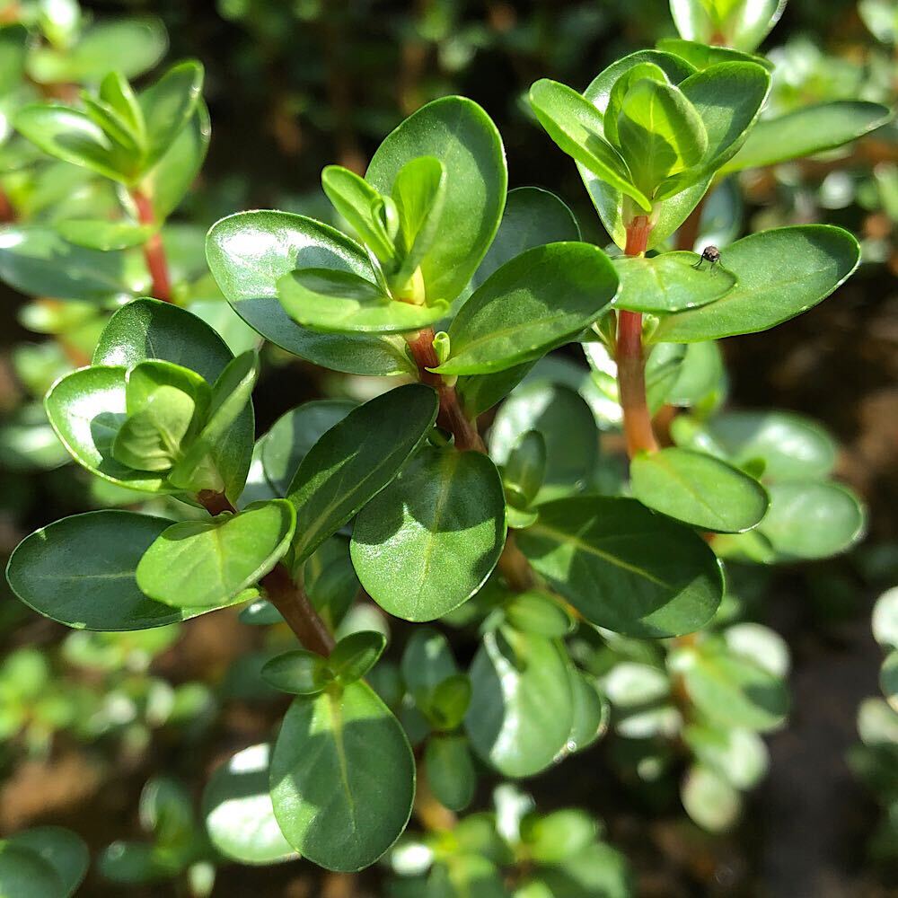 楽天市場】水草 水中葉 無農薬 ロタラ sp. ボッシー 5本~ 水槽