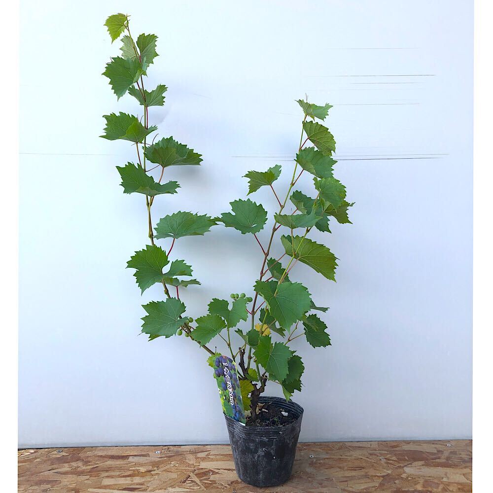 山葡萄　苗木　2メートル　大小セット 楽天市場】ぶどう 苗木 山ぶどう（メス木）挿し木 苗木 苗 ヤマブドウ