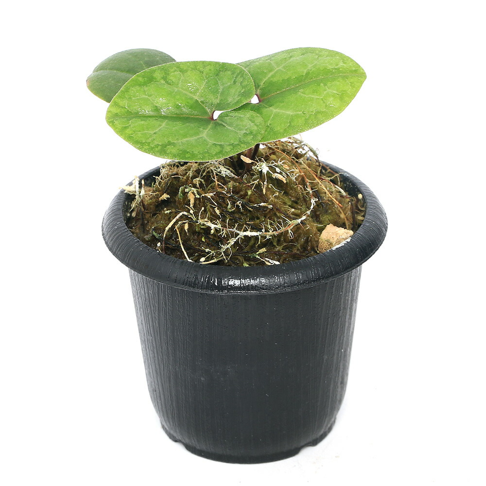 楽天市場】（山野草）カンアオイ（寒葵）亀甲葉 センカクカンアオイ 3