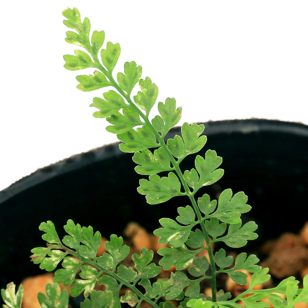 楽天市場】（山野草）シダ（羊歯）クジャクシダ（孔雀羊歯）3号（1