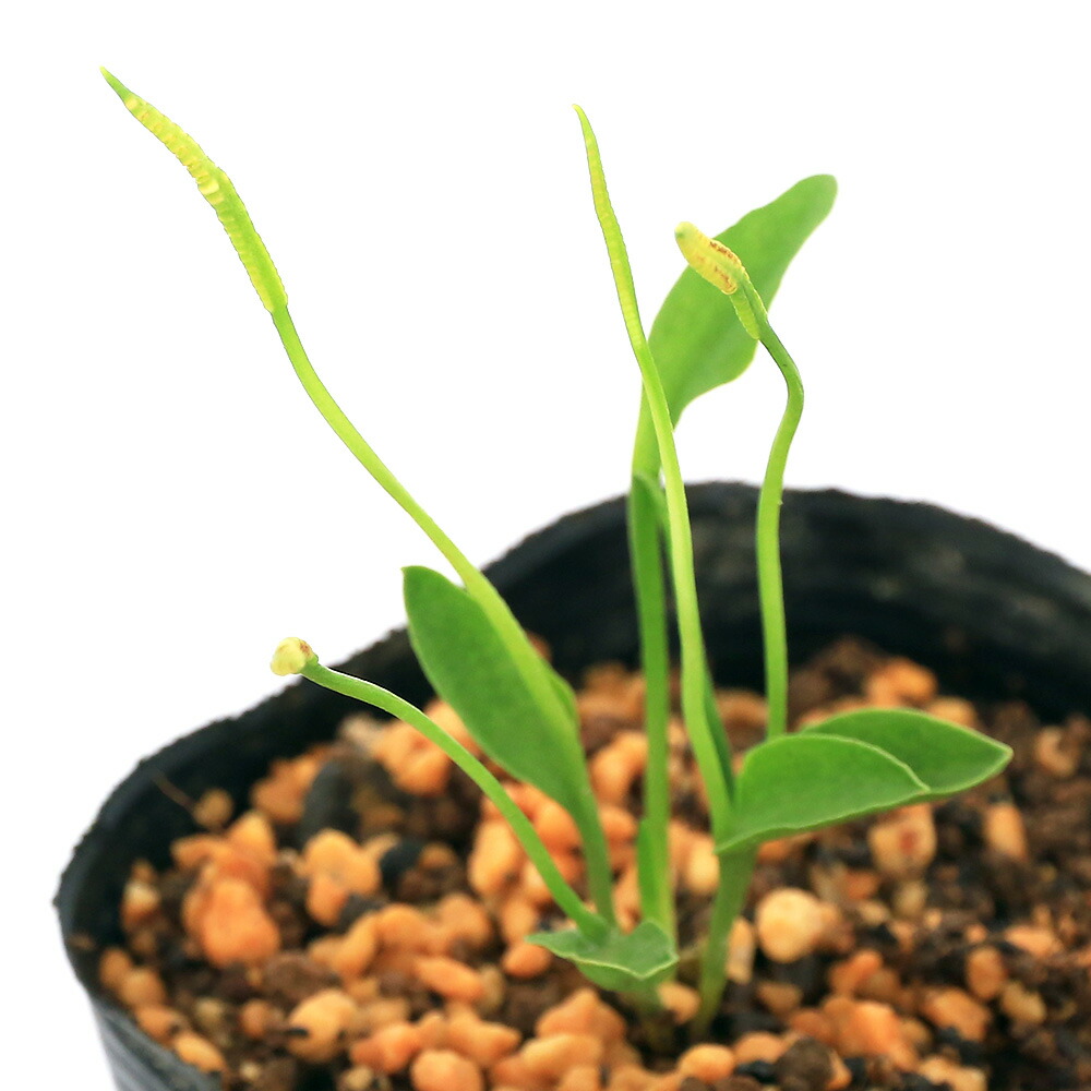 楽天市場】リシリシノブ 2.5号(7.5cmポット))【シダ植物】【山草
