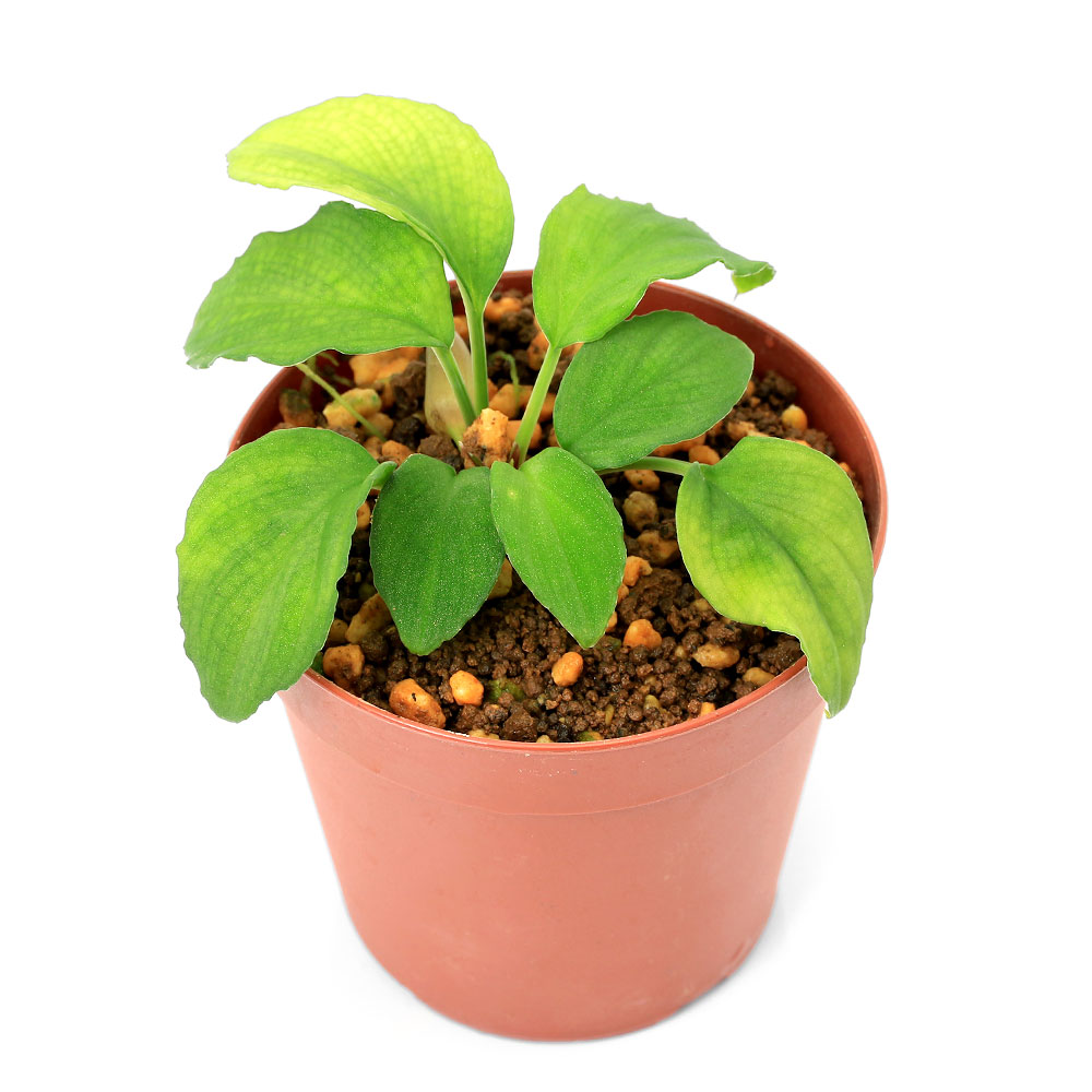 関東当日便お持て成し 観葉植物-花・観葉植物