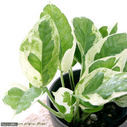 楽天市場】（観葉植物）ポトス 品種おまかせ 吊り鉢タイプ 5号（1鉢