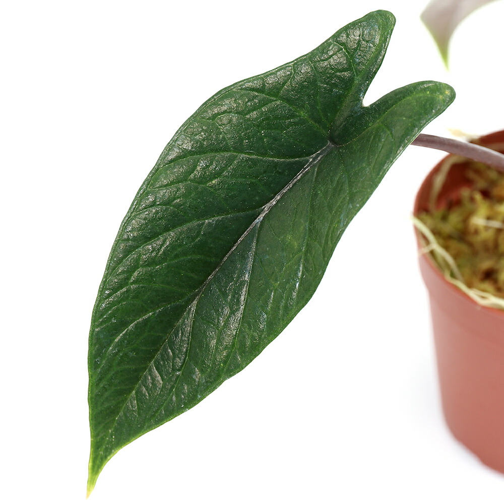 楽天市場】アロカシア（グリーンユニコーン） 3.5号 ポット苗 1鉢