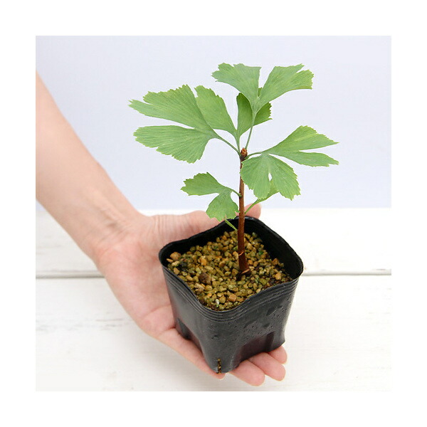 盆栽 実付きぎんなん苗 もう直ぐ収穫です 樹齢約33年くらい