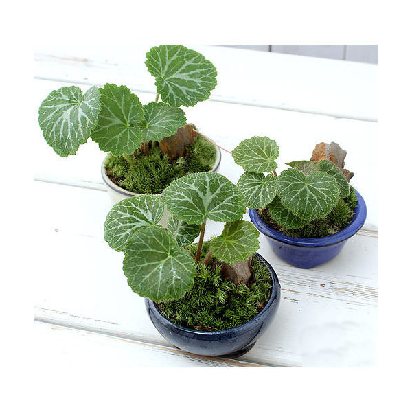 374 盆栽　盆栽鉢　植木鉢　和鉢　有度山 楽天市場】【15%OFF】和鉢 盆栽 ミニ盆栽 [172-151] 植木鉢 和風