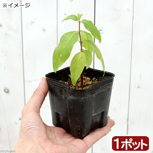 楽天市場】ギンロバイ（銀露梅）7．5cm〜9cmポット【山野草