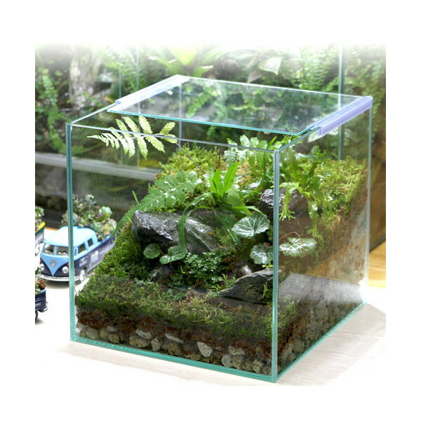 楽天市場】イモリウム 〜イモリの洞窟〜 レイアウトセット お一人様2