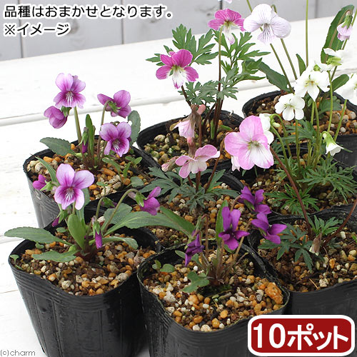 楽天市場】日本スミレ（ニホンスミレ）純愛 3号苗(J3-8) : 千草園芸