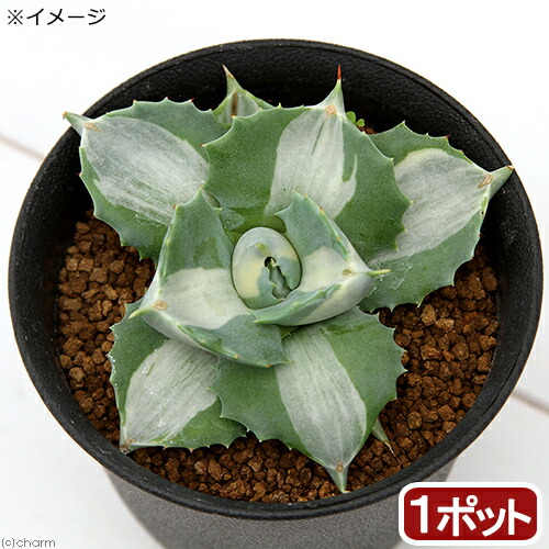 楽天市場】多肉植物 アガベ 王妃笹の雪 B型 2.5号ポット苗 : やましち