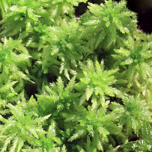 （観葉植物）テラリウム　苔　オオミズゴケ　２パック分｜charm 3980 店