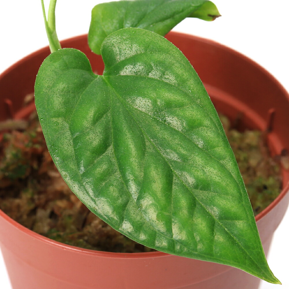 楽天市場】（テラリウム）エピプレムナム ピナツム スケルトンキー（1