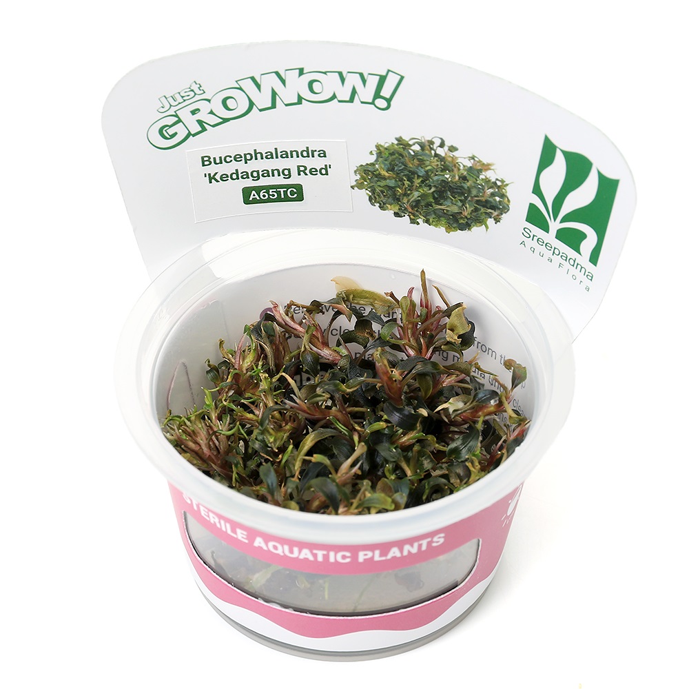 （水草）組織培養ＧＲＯＷＯＷ！　ブセファランドラｓｐ．クダガン　レッド（無農薬）（１カップ）　A65 TC