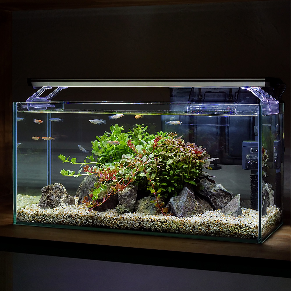 楽天市場】（熱帯魚）（水草）飼育セット GEX ガラス水槽