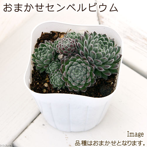 楽天市場】（多肉植物）センペルビウム 品種おまかせ 2.5号（1