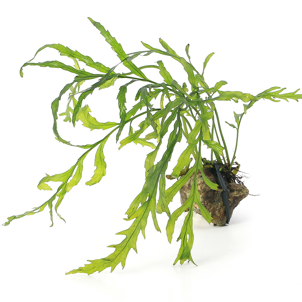 楽天市場】（水草）巻きたて ボルビティス ヒュディロティ 風山石 M