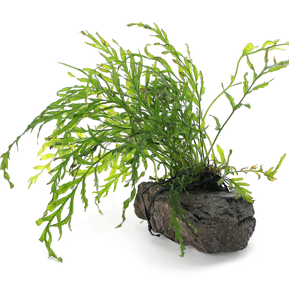 水草 ボルビティス Amazon.co.jp: （水草）ボルビティス ヒュディロティ（水中葉