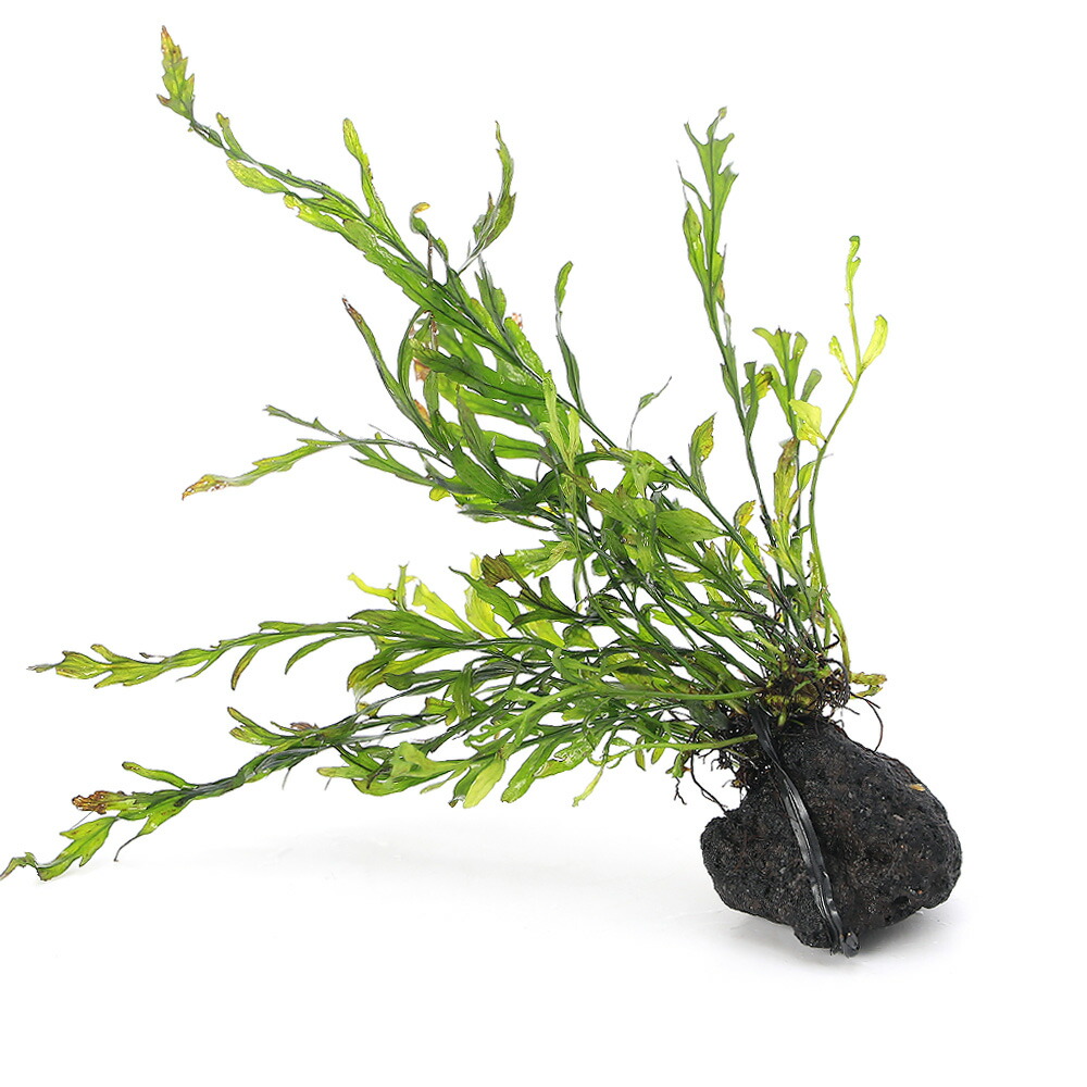 楽天市場】（水草）巻きたて ボルビティス ヒュディロティ 風山石 M