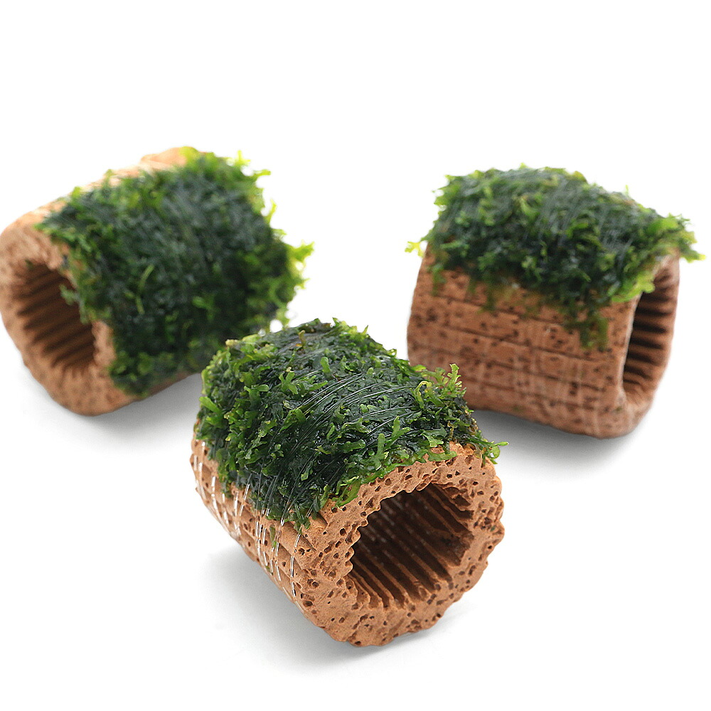 （水草）巻きたて　ライフマルチ（茶）プレミアムグリーンモス（水中葉）（無農薬）（３個）｜charm 3980 店