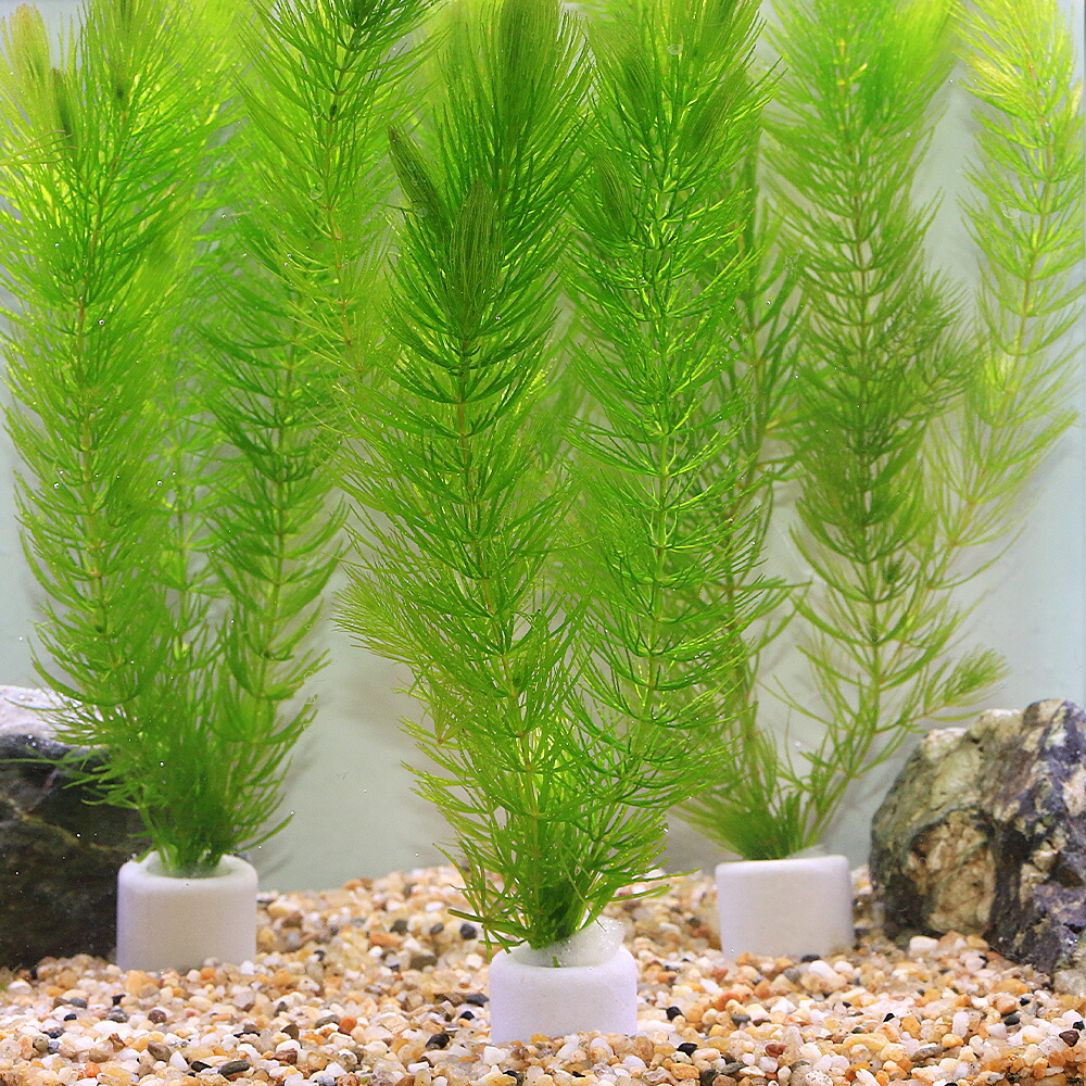 （水草）マルチリングホワイト（白）　マツモ（無農薬）（３個）メダカ　金魚　水質浄化　産卵床 4,744円